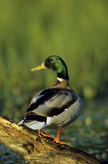 Mallard (Anas platyrhynchos) male on log in wetland, Marion Co, Illinois