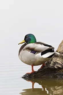 Prints of Mallard (Anas platyrhynchos) male on log in wetland, Marion County, Illinois Images Dated 2020 May: Mallard (Anas platyrhynchos) male on log in wetland, Marion County, Illinois