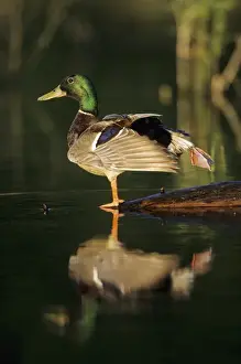 Stretching Prints: Mallard (Anas platyrhynchos) male in wetland stretching his legs, Marion Co. Illinois