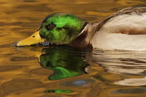 Drake Prints: Mallard, close-up feeding