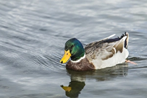 Paddling Prints: Mallard Drake afloat on the serene waters of Lake Murray, San Diego, California