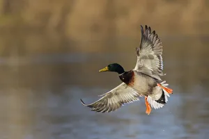 Nature Prints: Mallard drake alighting
