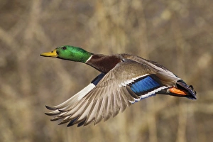 Ken Archer Prints: Mallard Drake in Flight