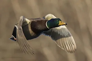 Mallard Drake in Flight