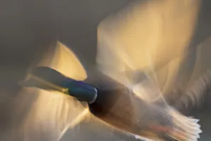 Mallard Prints: Mallard drake flying