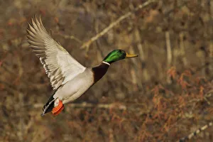 Images Dated 2nd January 2016: Mallard drake flying