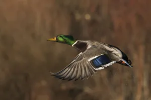 Mallard Prints: Mallard drake flying