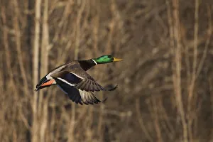 Images Dated 12th January 2017: Mallard drake flying