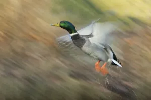 Drake Prints: Mallard drake flying