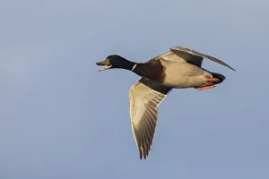 Images Dated 22nd December 2020: Mallard drake flying