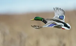 Drake Prints: Mallard drake flying past, autumn wetlands in Colorado
