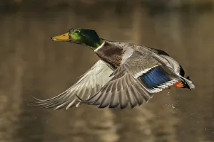 Drake Prints: Mallard drake flying from Woodland Pond