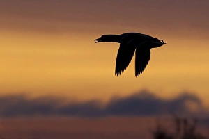 Images Dated 28th December 2013: Mallard Drake Silhouette