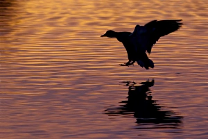 Mallard Drake Silhouette