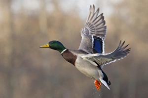 Mallard Drake Taking Flight