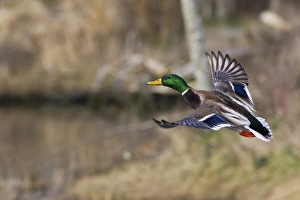 Images Dated 7th February 2014: Mallard Drake Taking Flight