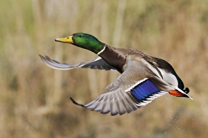 Images Dated 7th February 2014: Mallard Drake Taking Flight
