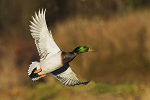 Waterfowl Prints: Mallard Drake Taking Flight