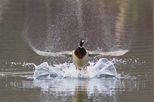 Mallard Drake Taking Flight