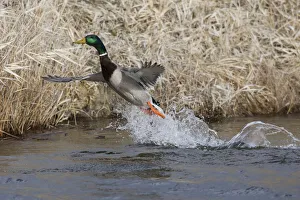 Images Dated 24th June 2019: Mallard Drake Taking Flight