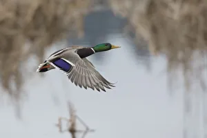 Mallard Drake Taking Flight