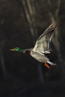Drake Prints: Mallard drake taking flight