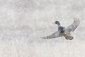 Images Dated 12th October 2017: Mallard Drake Taking Flight in heavy snow