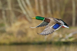 Waterfowl Prints: Mallard drake taking flight in late autumn