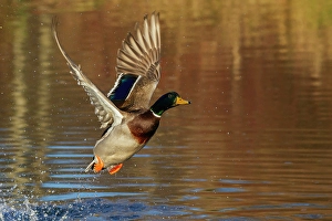 Waterfowl Prints: Mallard drake taking flight in late autumn
