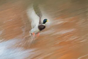 Images Dated 2nd January 2016: Mallard Drake; taking flight in slow motion