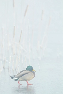 Frozen Prints: Mallard drake walks across frozen wetland in the morning fog
