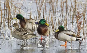 Drake Prints: Mallard Drakes and northern Pintail Hen