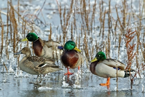 Frozen Prints: Mallard drakes and Northern pintail hen rest on frozen wetland