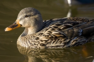 Images Dated 27th January 2007: Mallard Duck Anas platyrhynchos Santee Lakes, Southern California