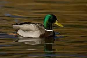Images Dated 27th January 2007: Mallard Duck Anas platyrhynchos Santee Lakes, Southern California