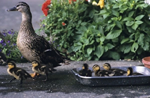 Ketchikan Prints: Mallard Duck hen, chicks and planted flowers, Ketchikan, Alaska