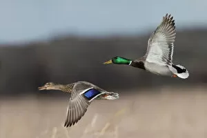 Animals Collection: Mallard Duck Pair in Flight