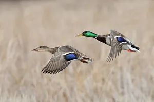 Ken Archer Prints: Mallard Duck Pair flying