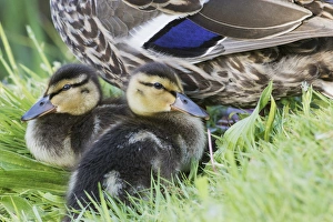 Mallard Ducklings