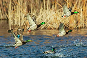 Marsh Prints: Mallard ducks taking flight in late autumn