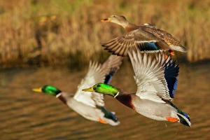 Waterfowl Prints: Mallard ducks taking flight in late autumn