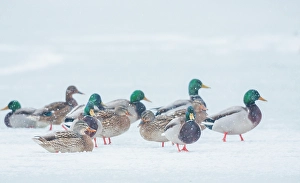 Nisqually Prints: Mallard ducks waiting out winter storm on frozen wetland