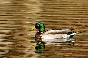Images Dated 23rd April 2021: Mallard ducks at Woodland Park in Kalispell, Montana, USA