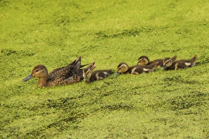 Family Prints: Mallard Female and Ducklings in Algae, Ridgefield National Wildlife Refuge, Ridgefield
