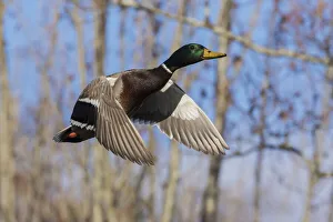 Drake Prints: Mallard in Flight, wooded habitat