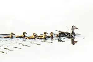 Images Dated 2023: Mallard hen with ducklings in Acadia National Park, Maine, USA