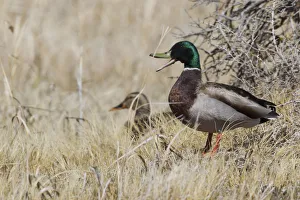 Mallard Prints: Mallard pair brushy habitat