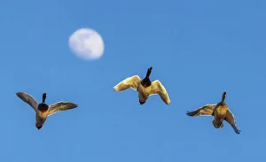 Trio Prints: Mallard trio flying past rising autumn moon in Colorado