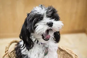 Animals Collection: Maltipoo puppy sitting in a basket yawning