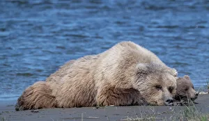 Betty Sederquist Prints: Mama and cub rest in the sun near the shores of Cook Inlet